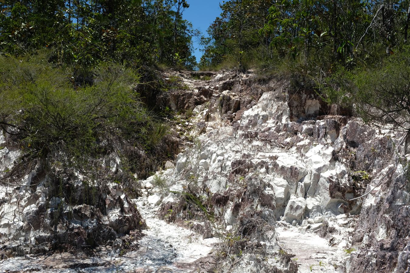 Heath Forest and Landscape