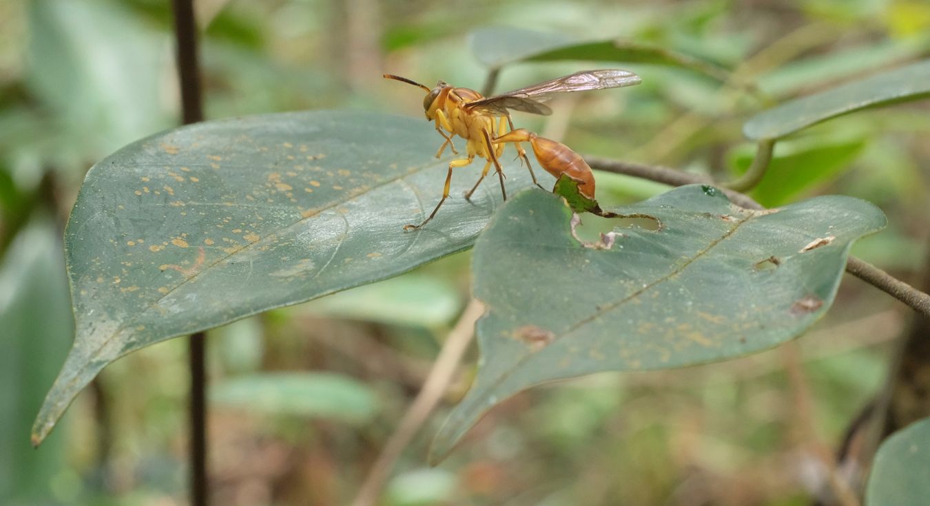 Paper Wasp { Hymenoptera Polistinae }