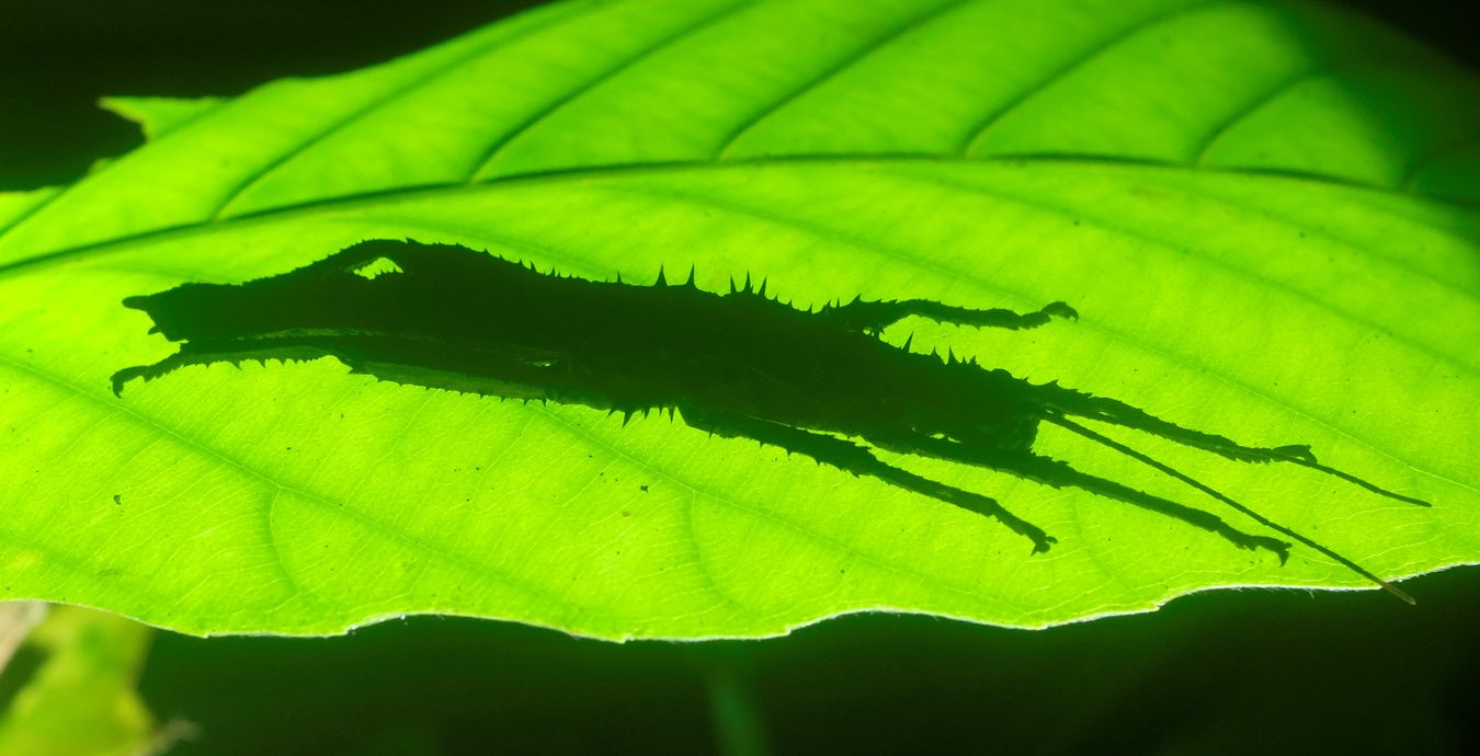 Stick Insect { Haaniella }