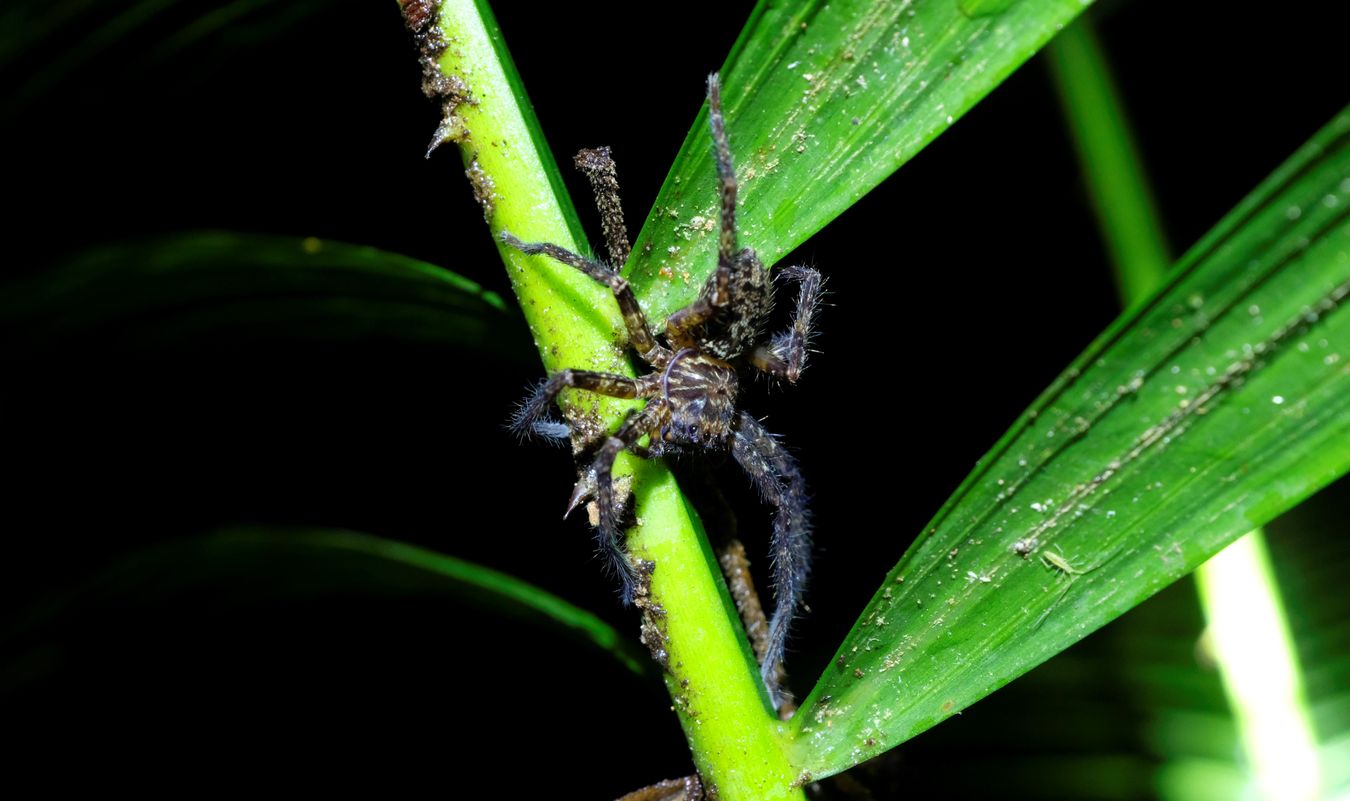 Lichen Huntsman Spider { Heteropoda Pandercetes }