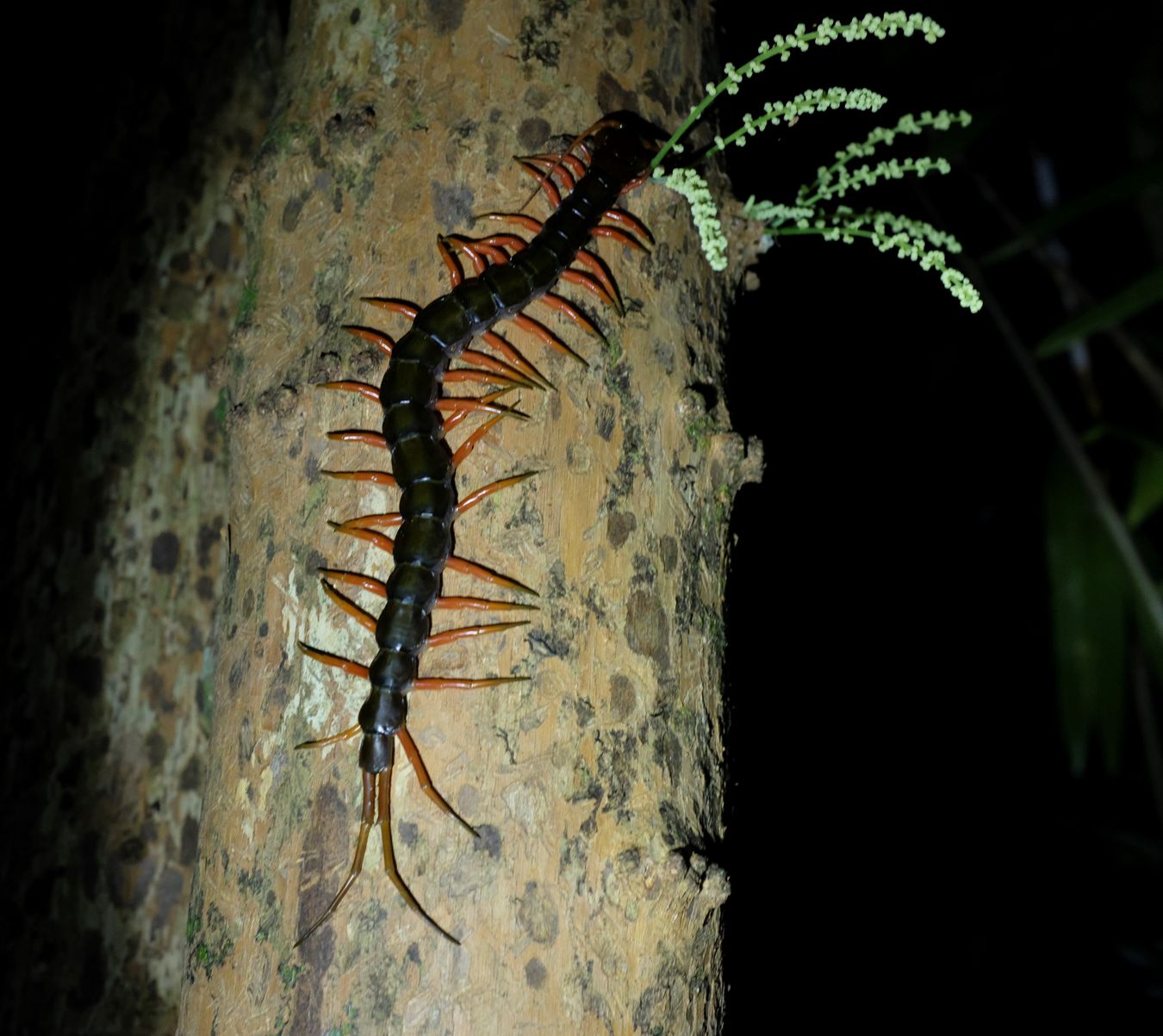 Orange-Legged Centipedes { Scolopendra Subspinipes }