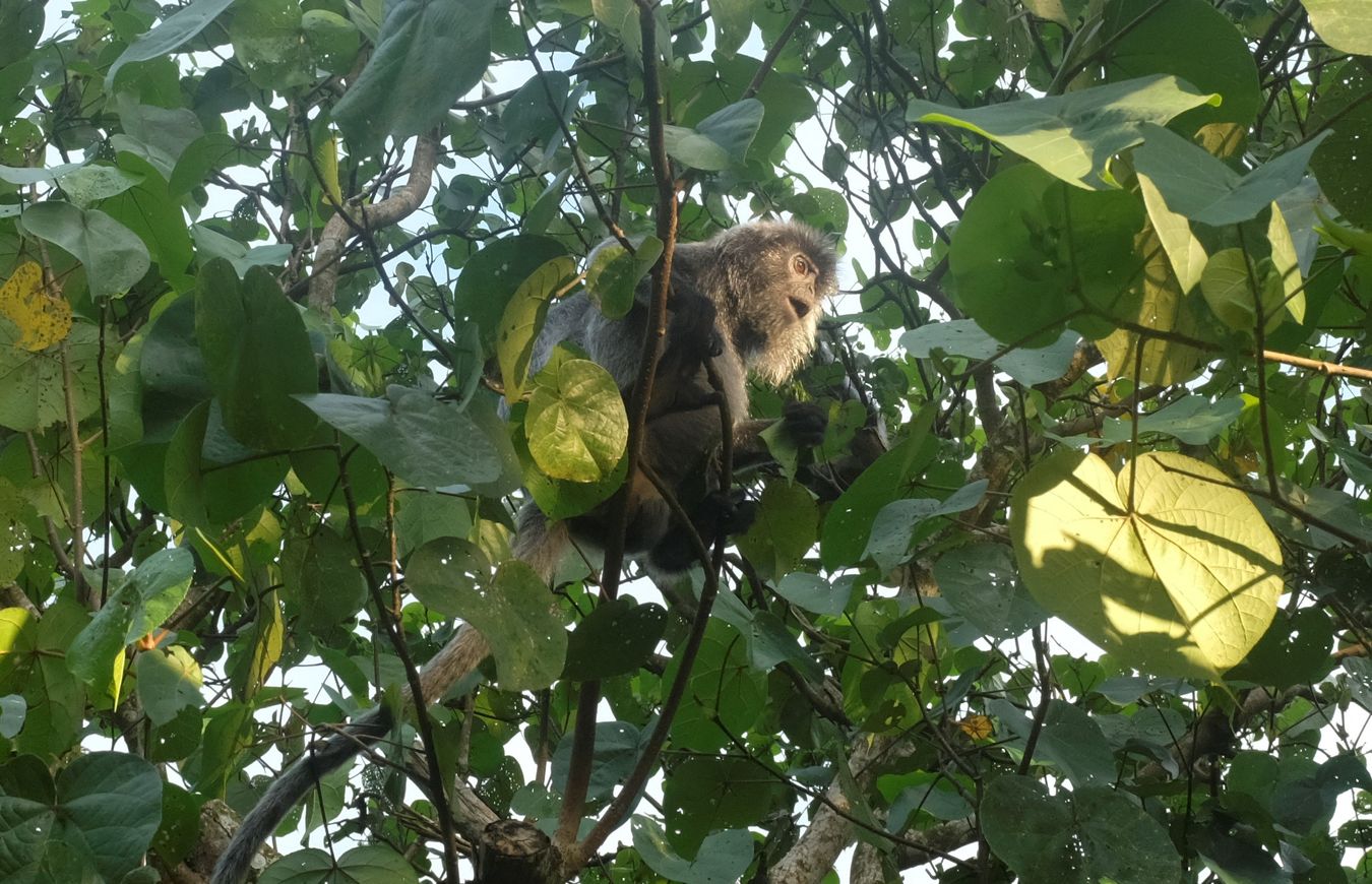 Silver Leaf Langur { Preybotis Cristata }