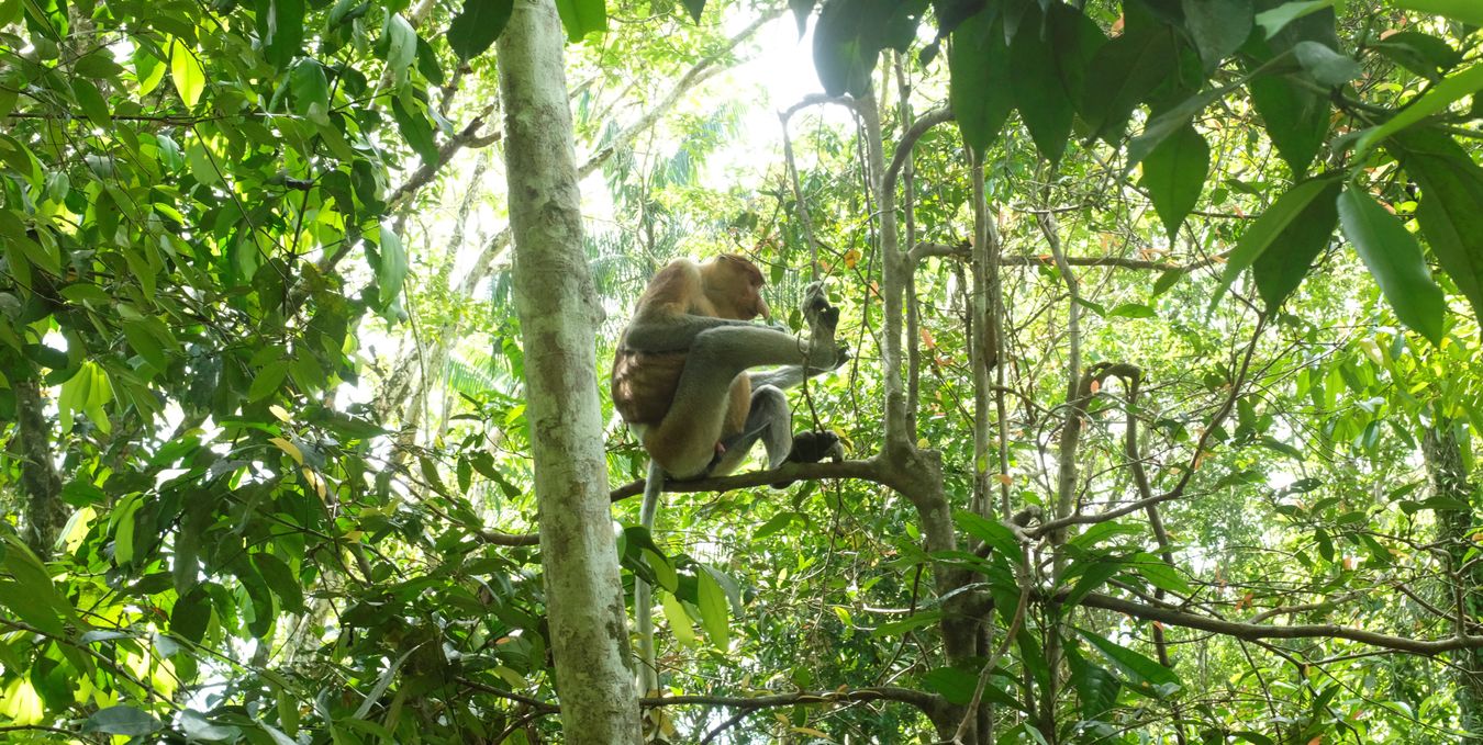 Proboscis Monkey { Nasalis Lavartus }