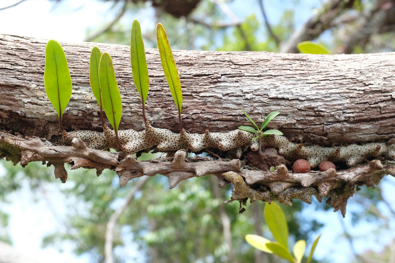 Ant Plant { Lecanopteris Sinuosa }