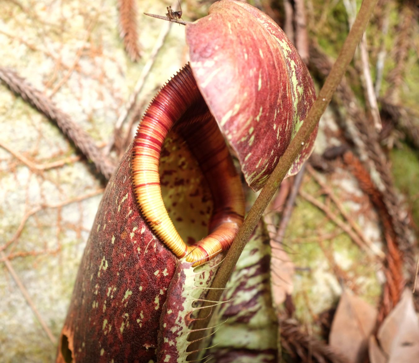 Pitcher Plant { Nepenthes Rafflesiana }