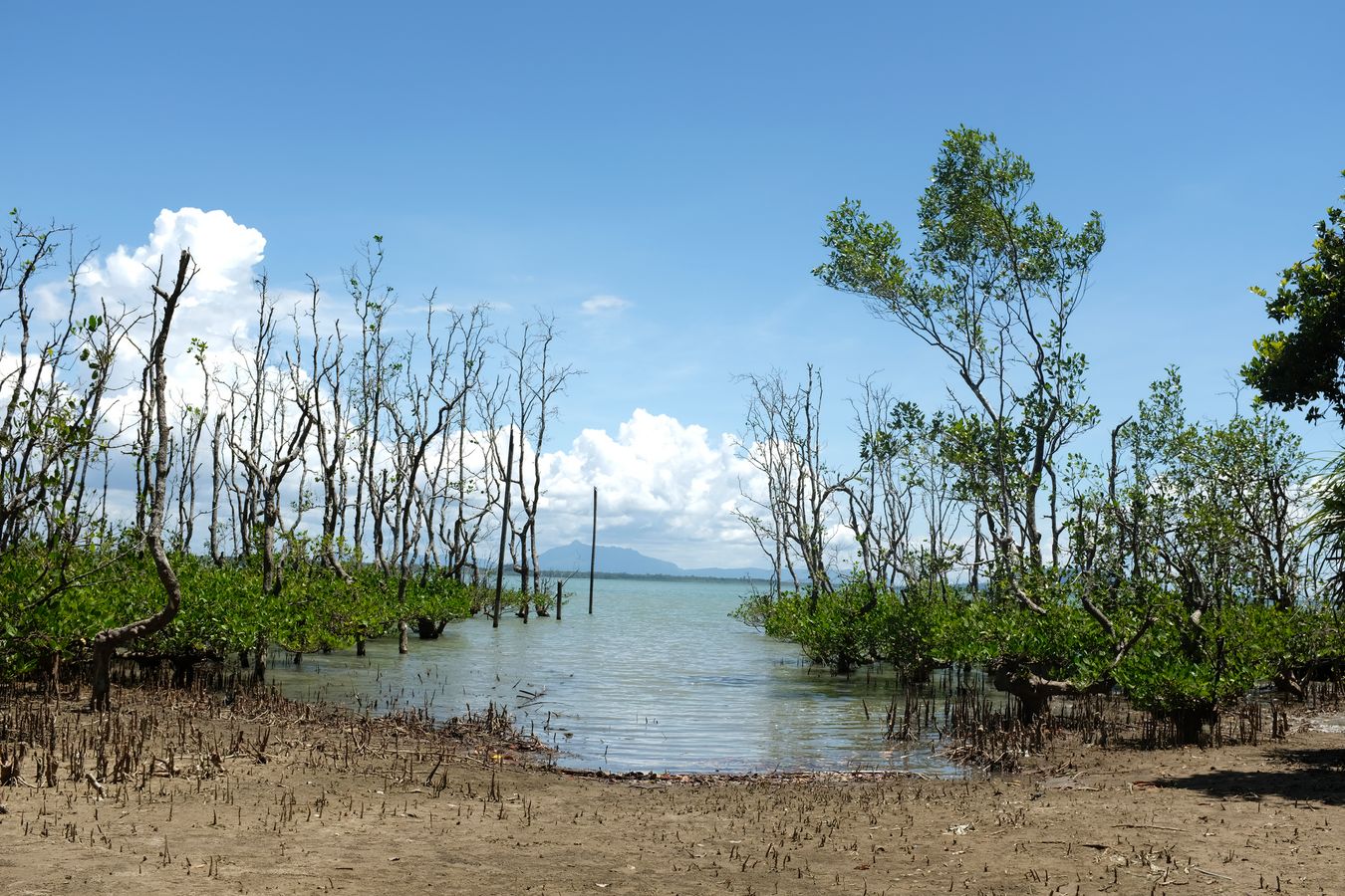 Mangrove Forest 