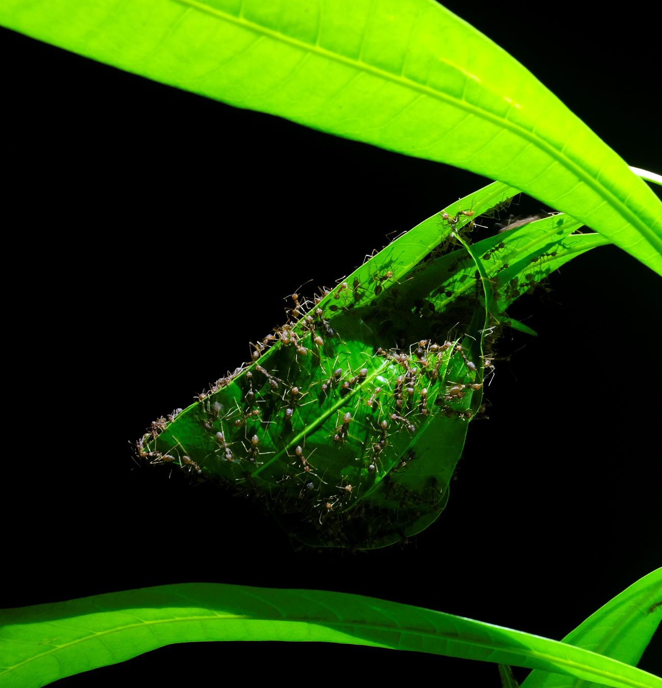 Asian Weaver Ant Colony Make a Nest { Oecophylla Smaragdina }