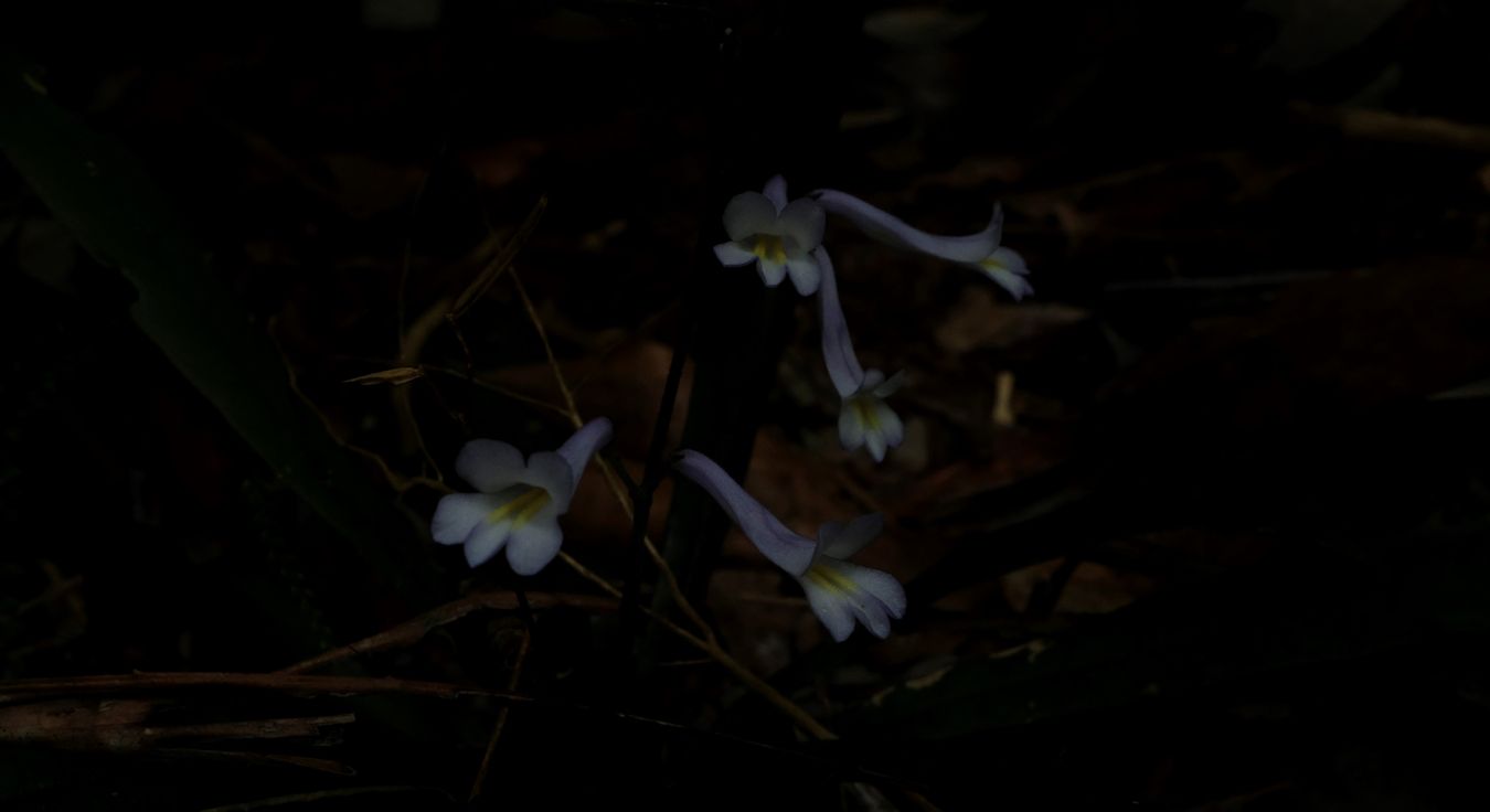 Lysionatus Puciflorus Flowers { Gesneriaceae }