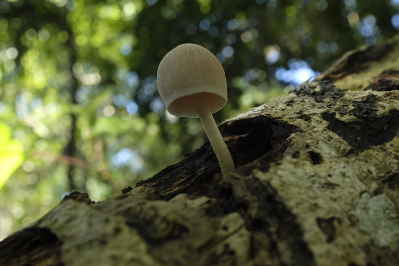 Fungi { Coprinellus Psathyrellaceae } 