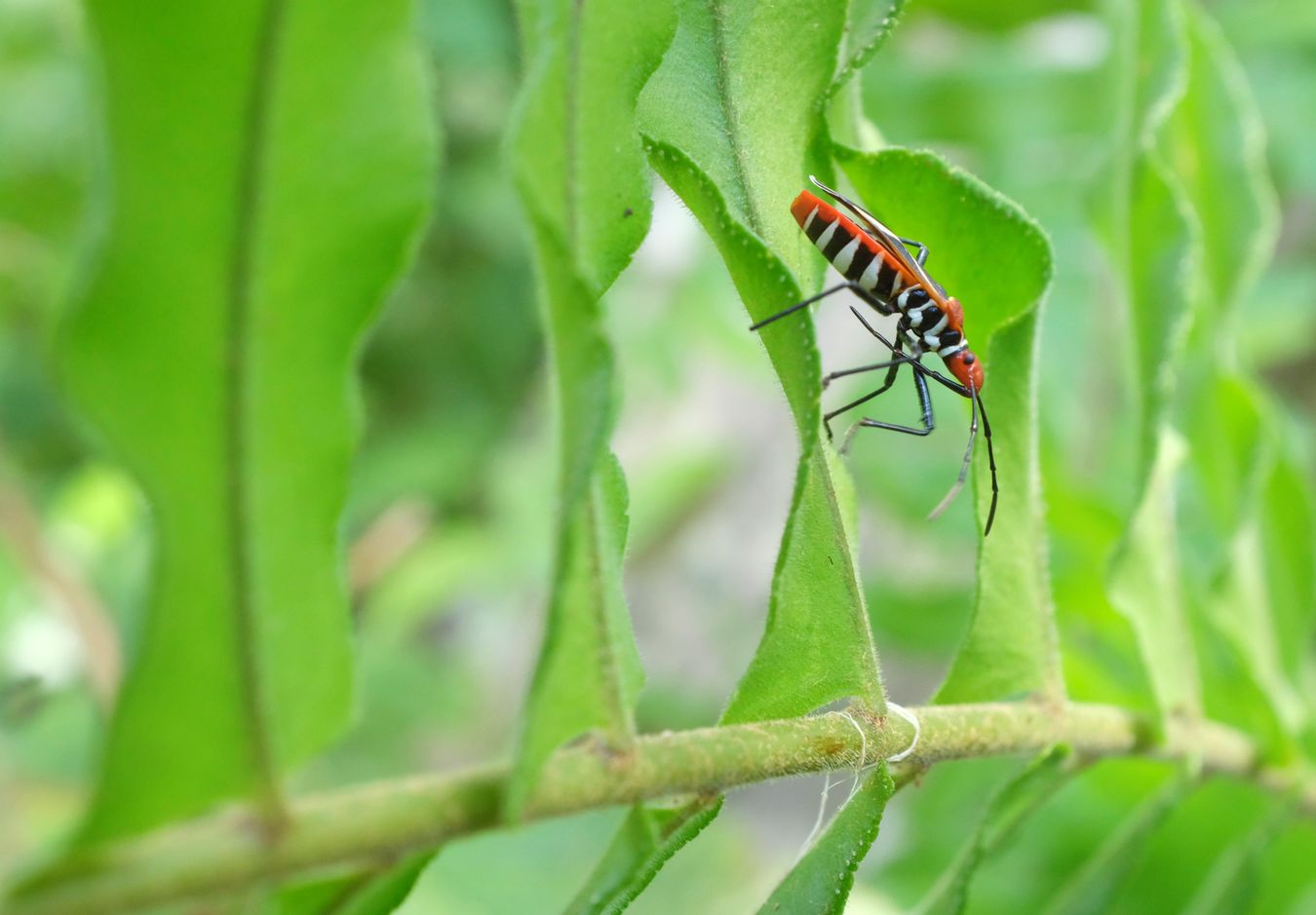 White-Cross Seed Bug { Neacoryphus Bicrucis }