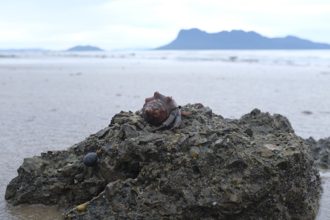 Hermit Crab { Coenobita Violascens }