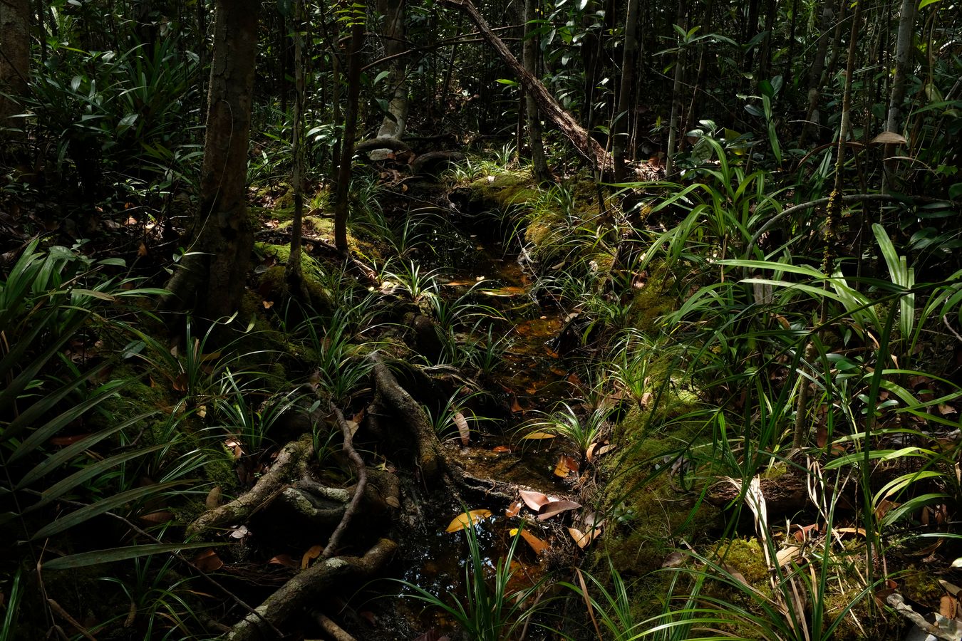 Peat Swamp Forest and Landscape 