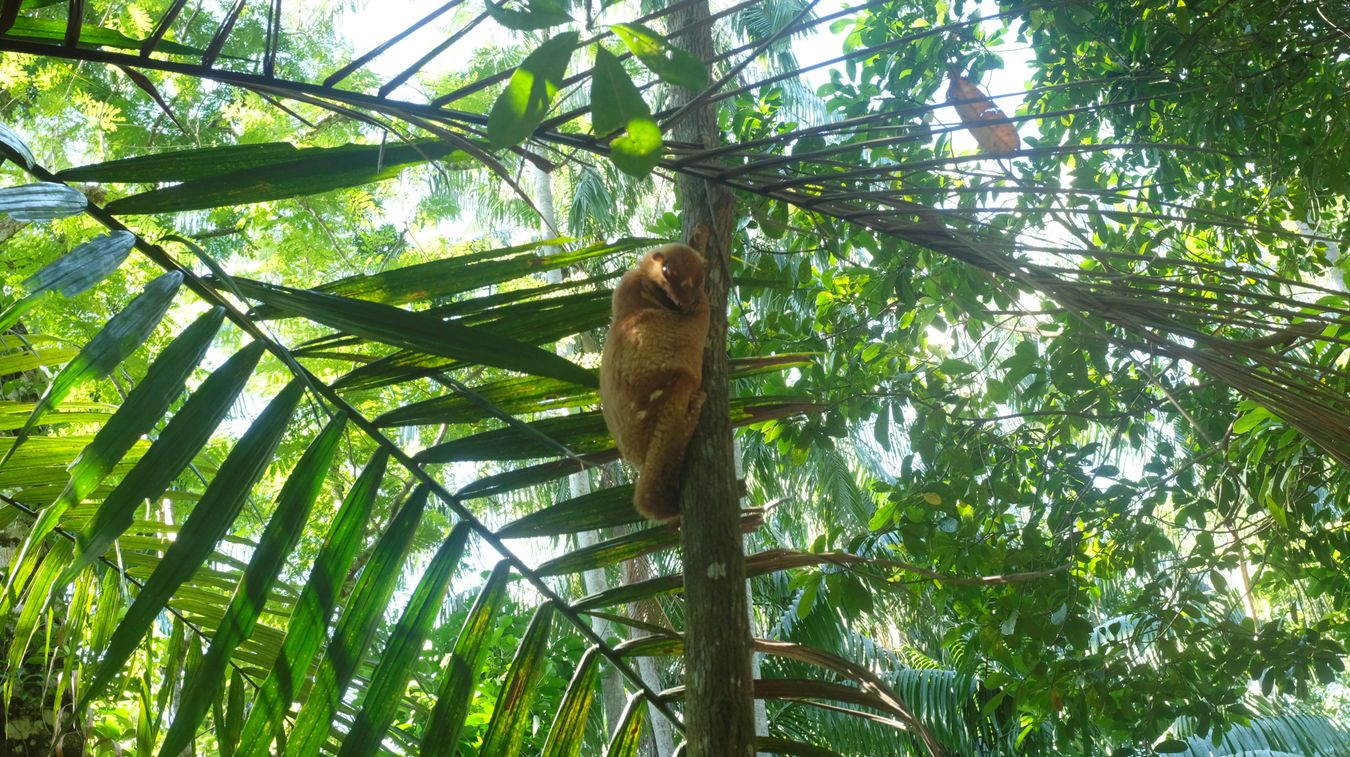 Sunda Colugo { Galeopterus Variegatus }