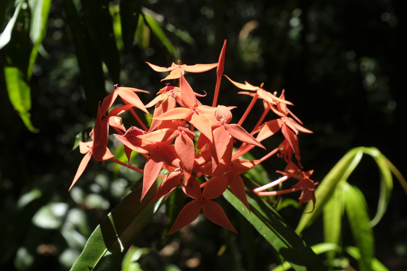 West Indian Jasmine { Ixora Coccinea }