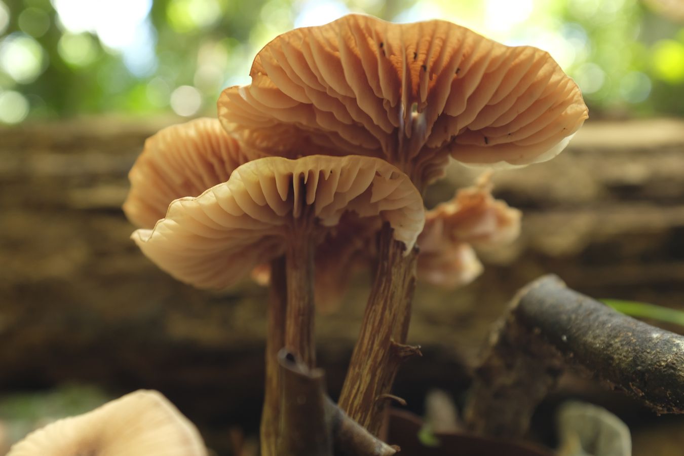 Laccaria Fungus 
