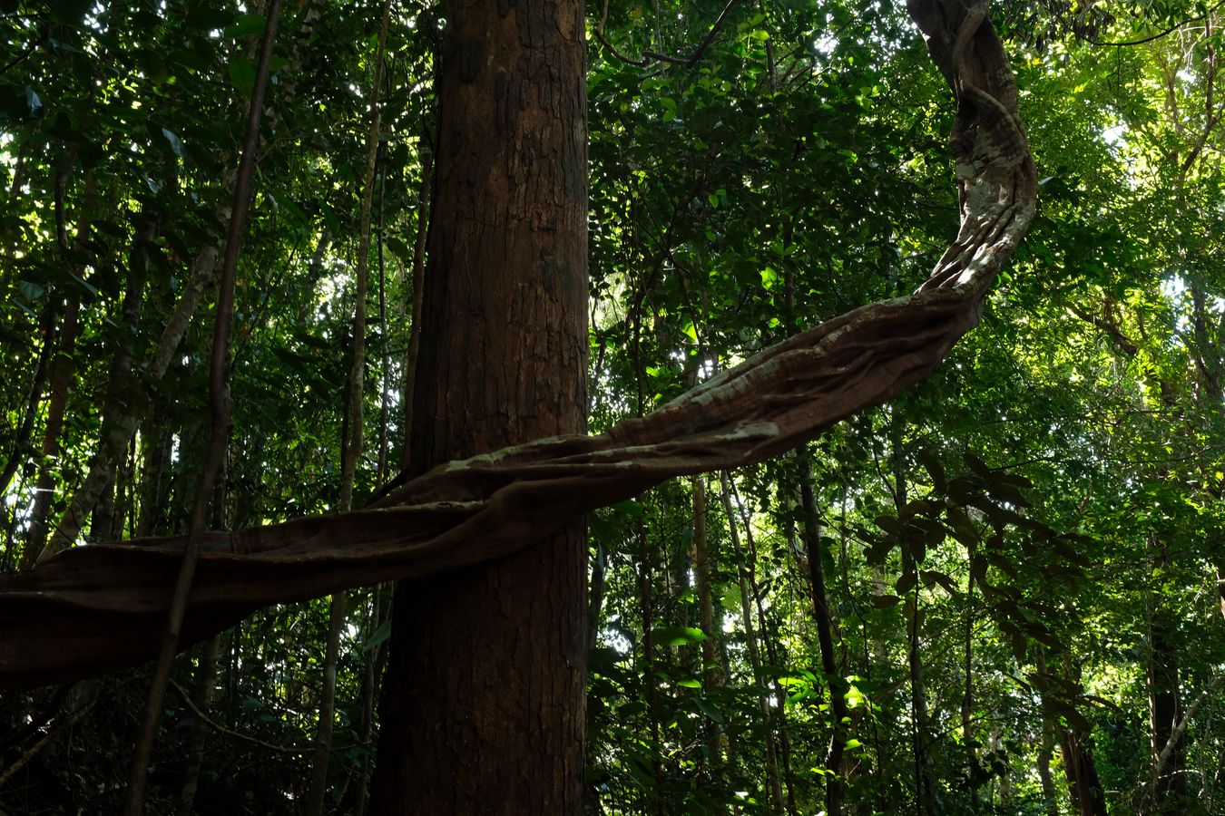 Mixed Dipterocarp Forest 