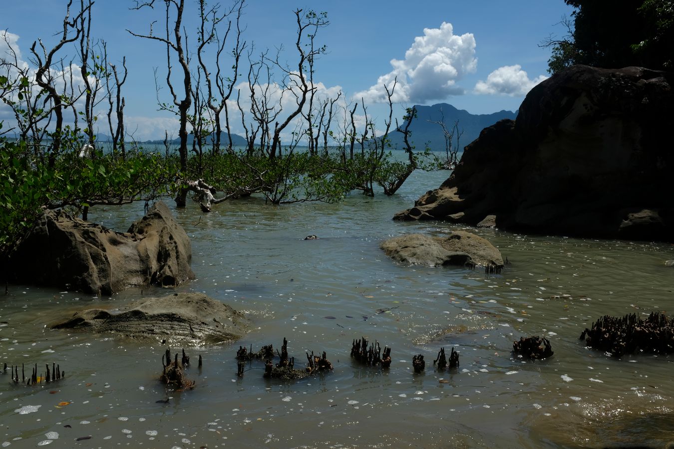 Mangrove Forest 