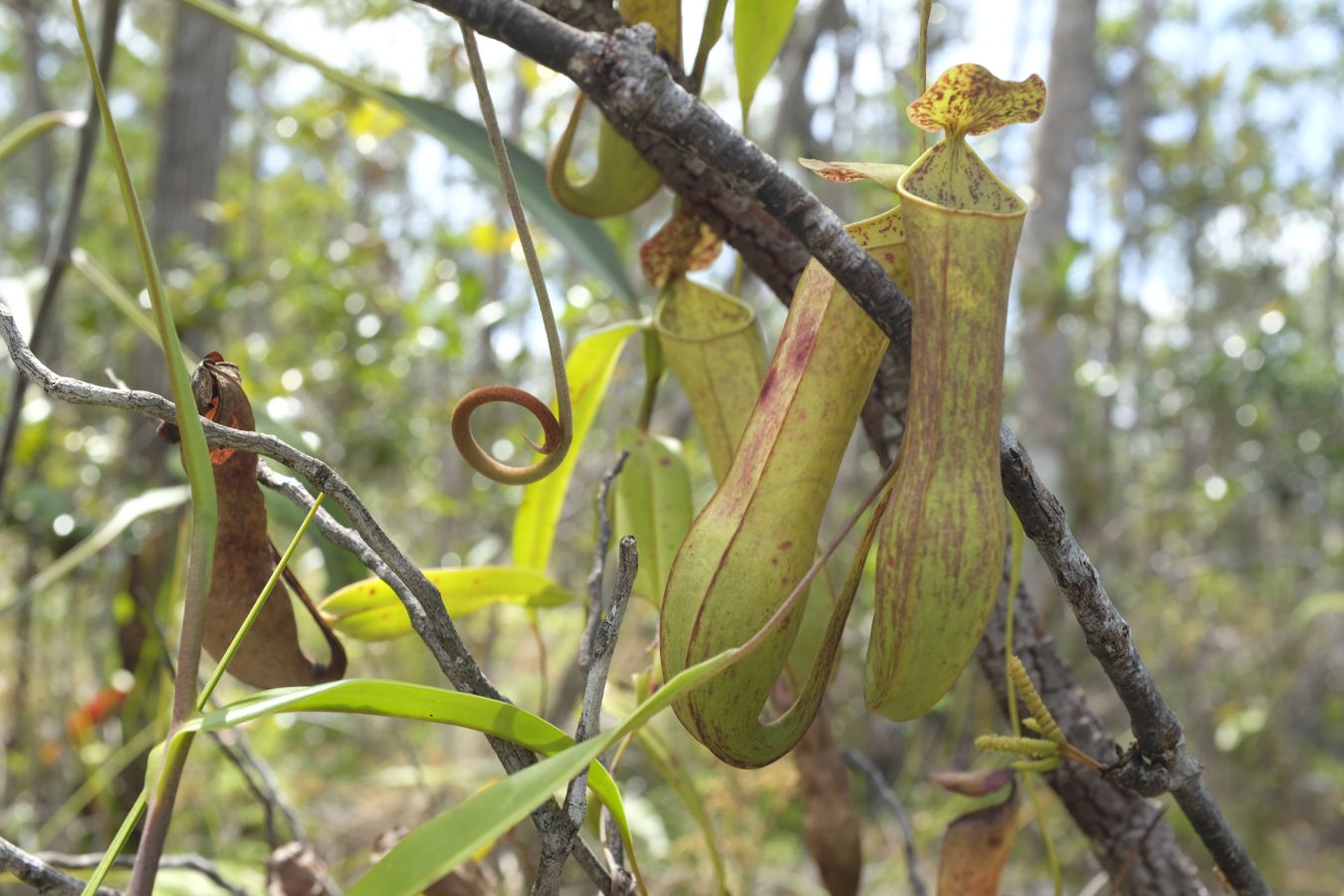 Pitcher Plant { Nepenthes Albomarginata }