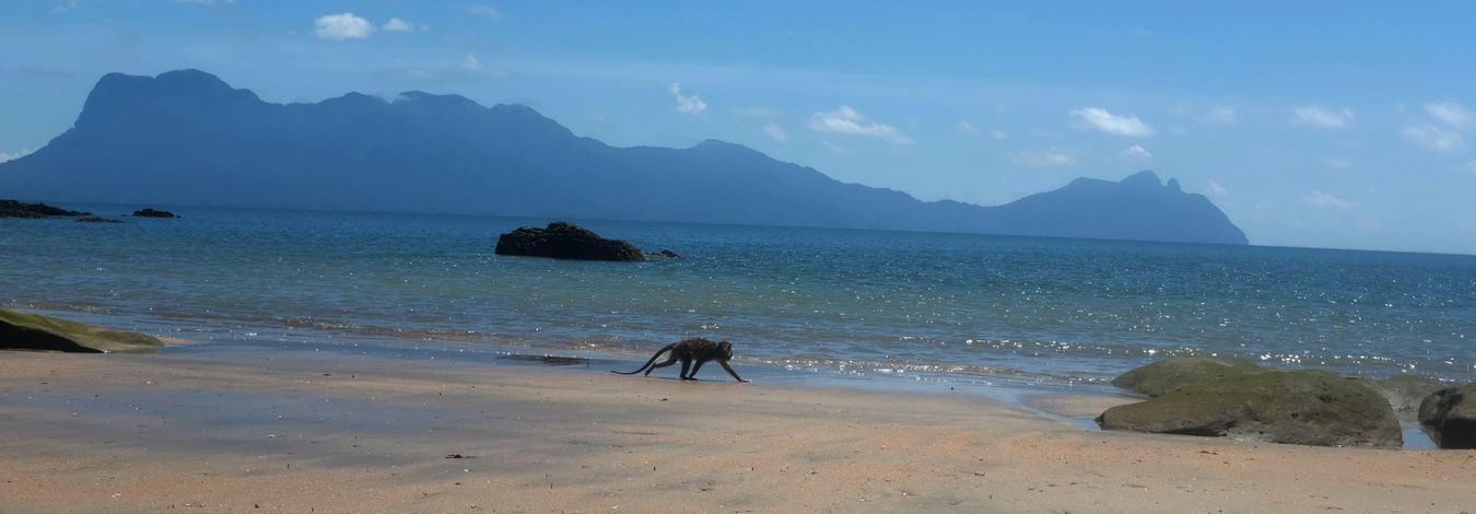 Long Tailed Macaque and Santubong Mountain { Macaca Fascicularis }