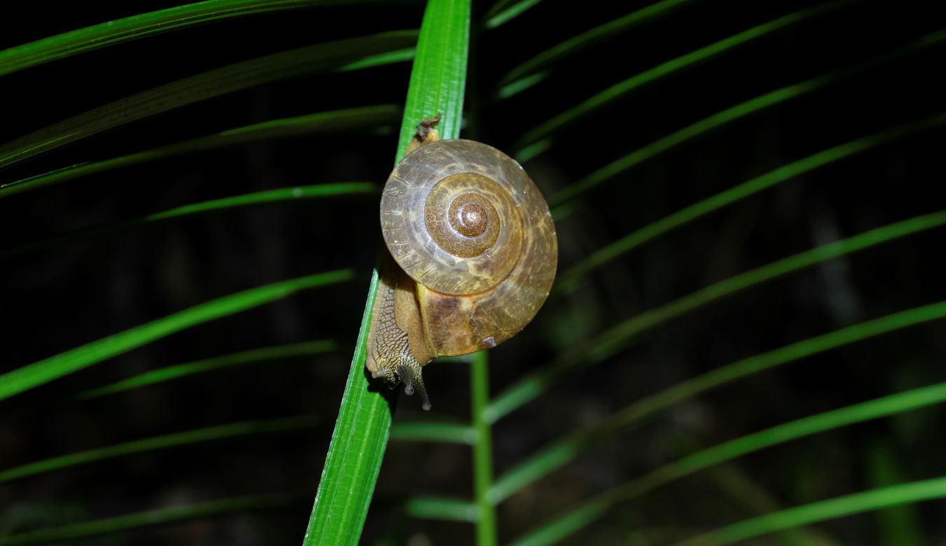 Probably Lapidary Air-Breathing Land Snail { Helicigona Lapicida }