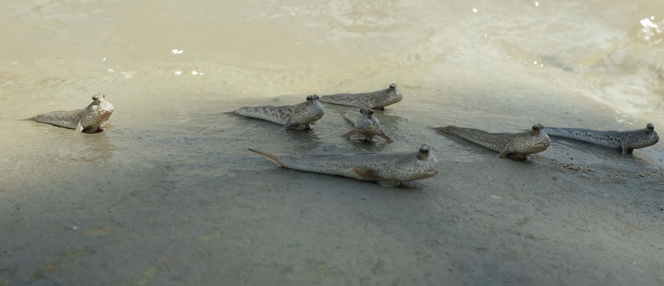 Mudskipper { Periophthalmus sp }