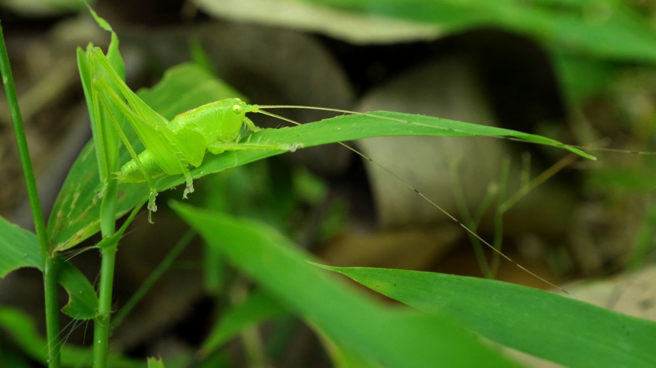 Female Bush Cricket Nymph Tettigoniidae { Probably Conocephalus } 
