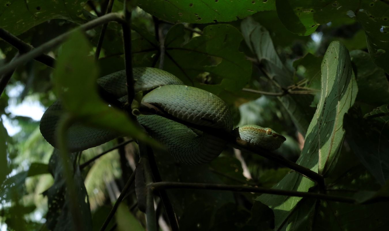 Juvenile Male Bornean Keeled Pit Viper Snake { Tropidolaemus Subannulatus }