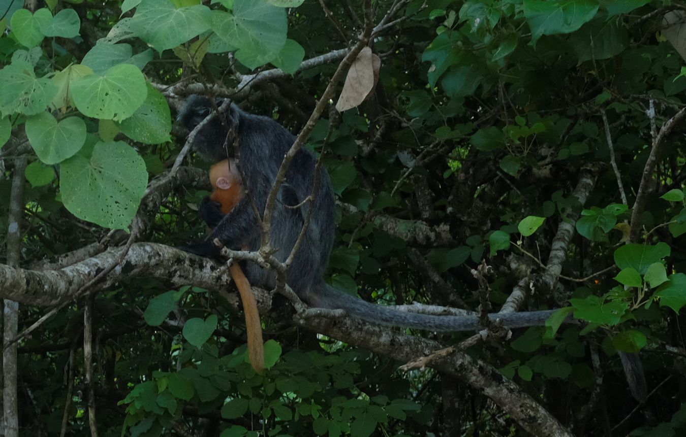 Silver Leaf Langur { Preybotis Cristata }