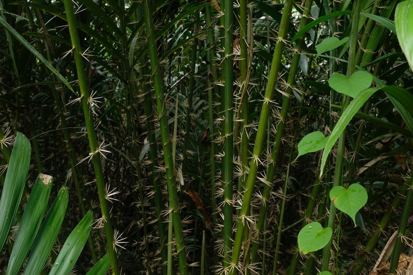 Thorny Palm { Salacca Zalacca }