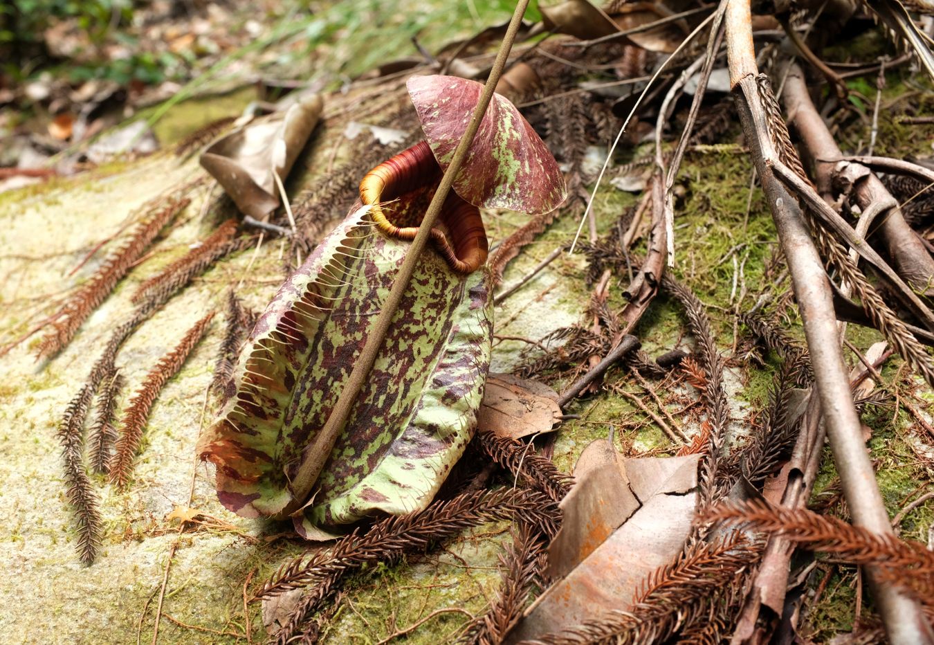 Pitcher Plant { Nepenthes Rafflesiana }