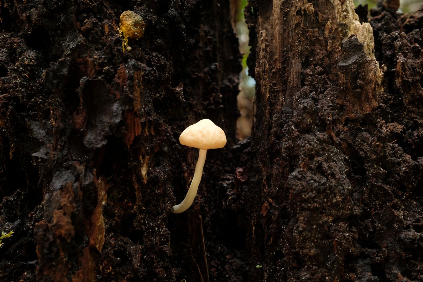 Physalacriaceae Fungus { Probably Oudemansiella }