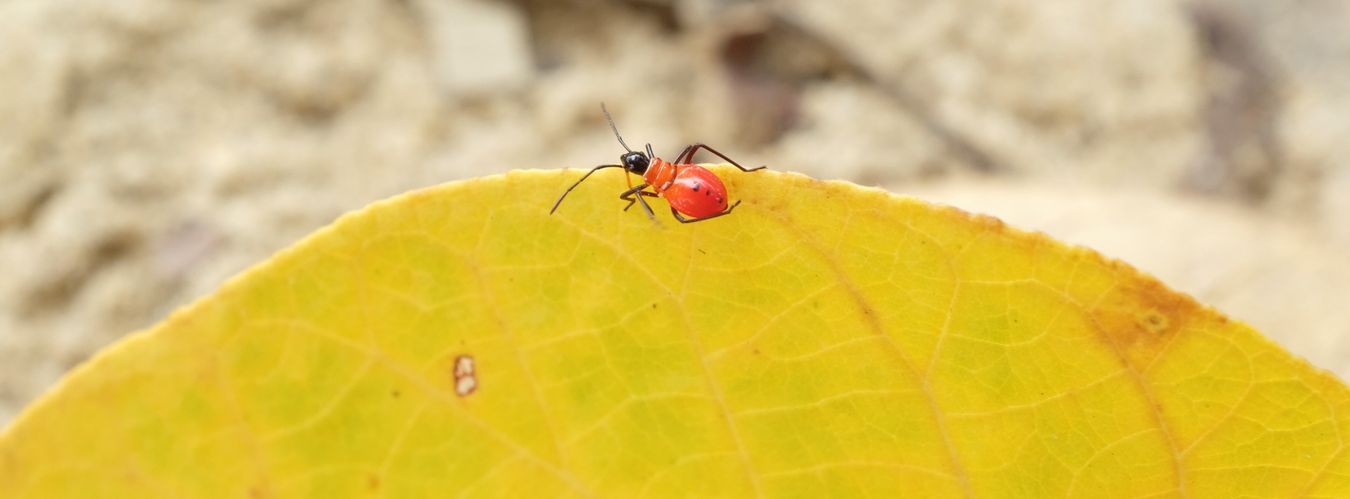 Cotton Stainer Bug Nymph { Dysdercus Decussatos }