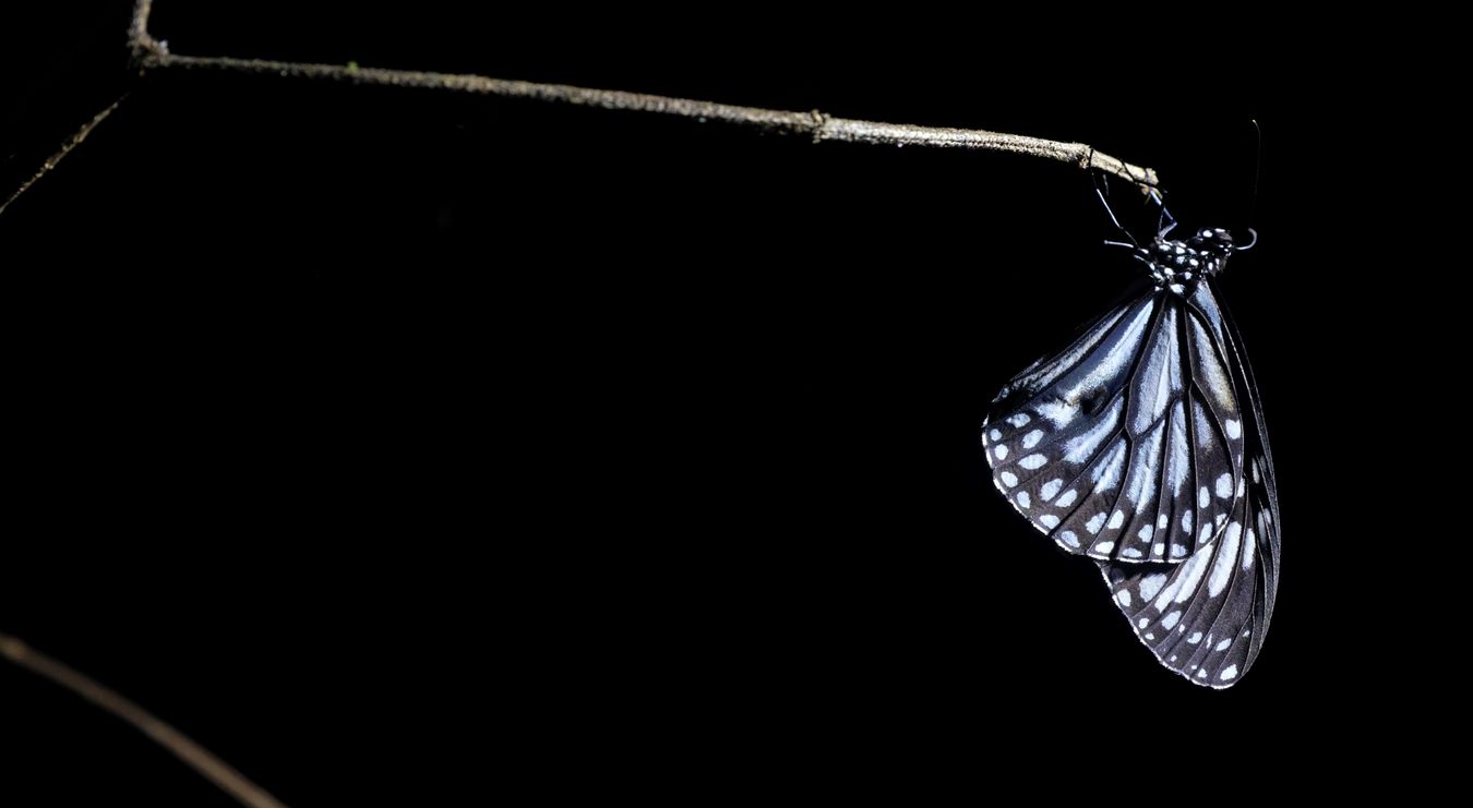 Dark Blue Grassy Tiger Butterfly Just a Few Minutes After Metamorphosis { Ideopsis Vulgaris }  