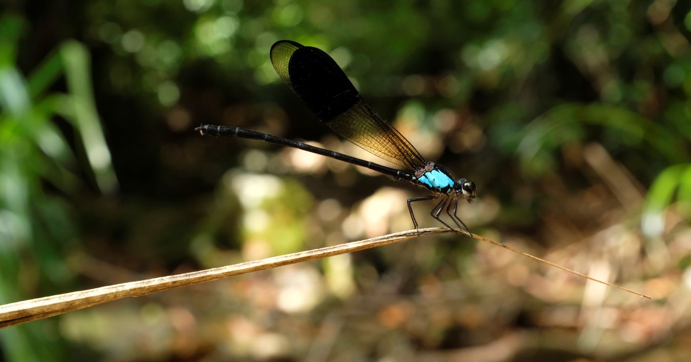 Male Blue-Sided Satinwing { Euphaea Ochracea }