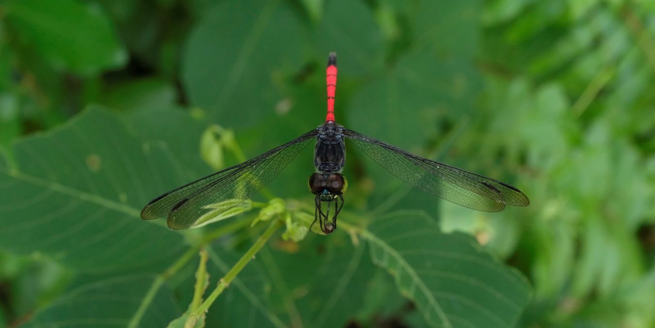 Male Asiatic Blood Tail { Lathrecista Asiatica } or Grenadier { Agrionoptera Insignis }