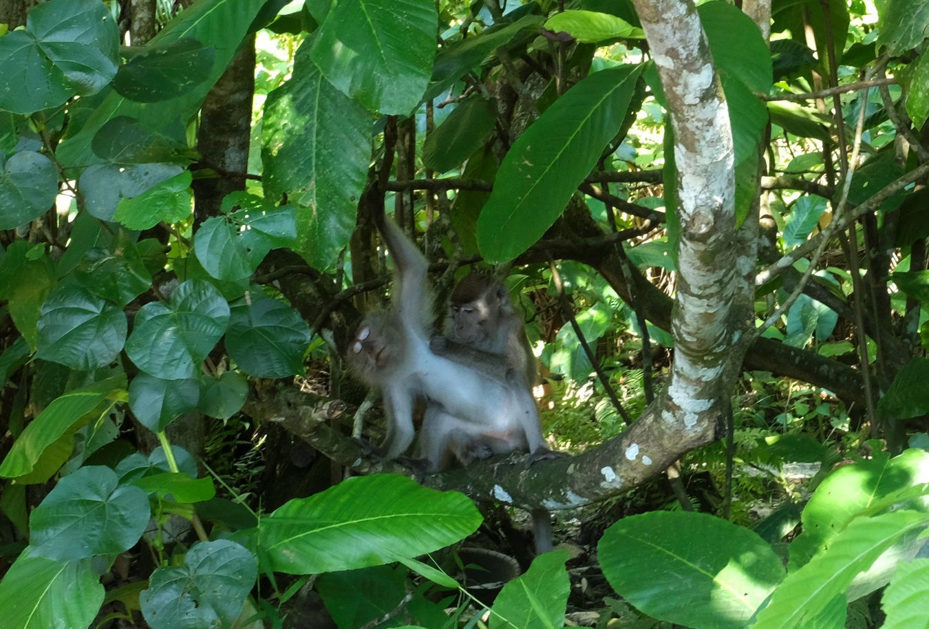 Long Tailed Macaque Deworming { Macaca Fascicularis } 