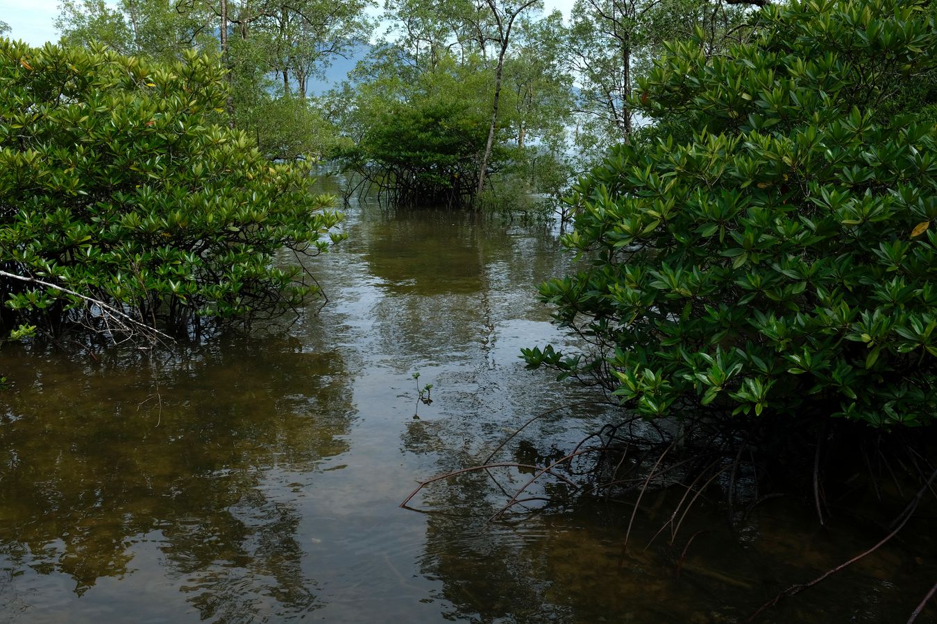 Mangrove Forest and landscape