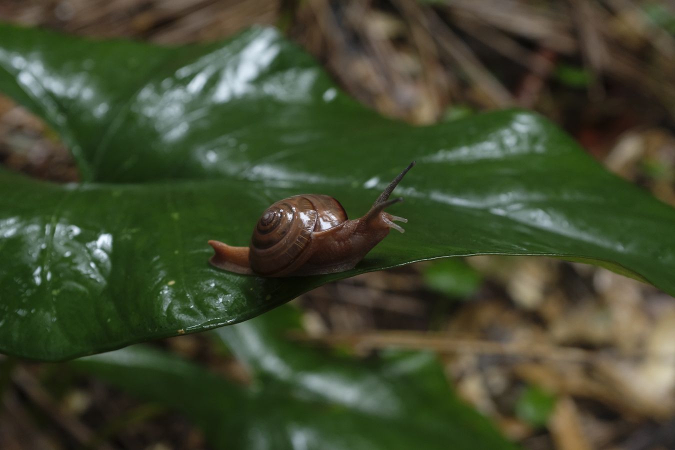 Air-Breathing Land Snail { Probably Quantula Striata }