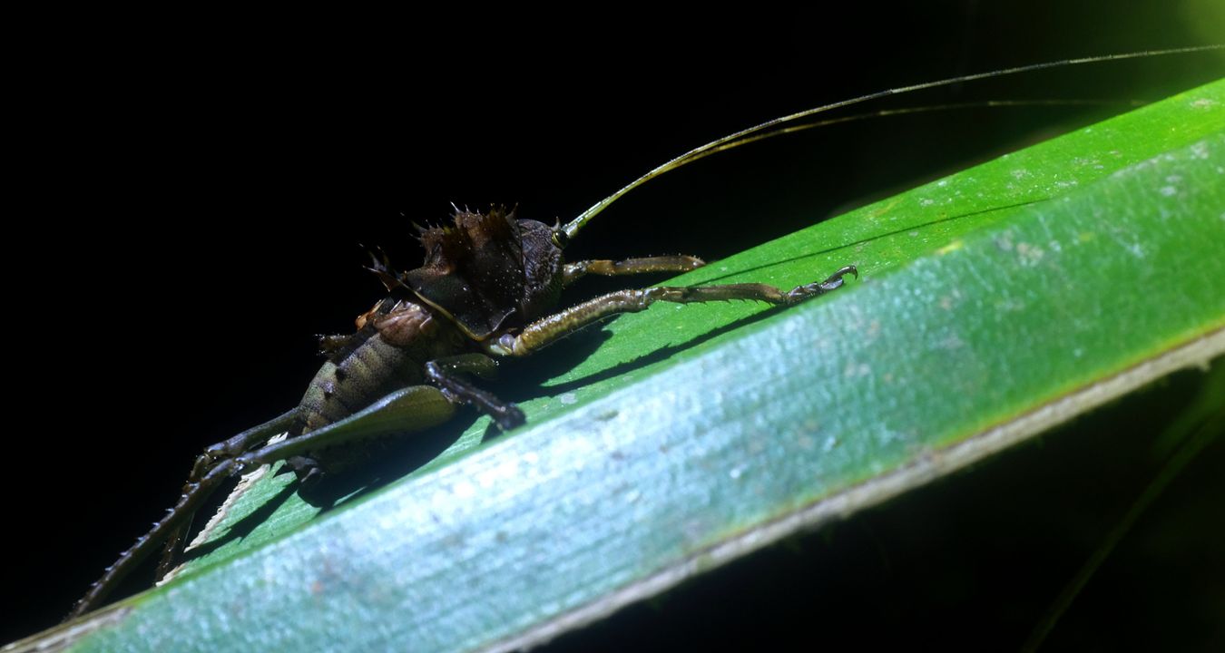 Dragon-Head Katydid { Ellatodom Blanchardi }