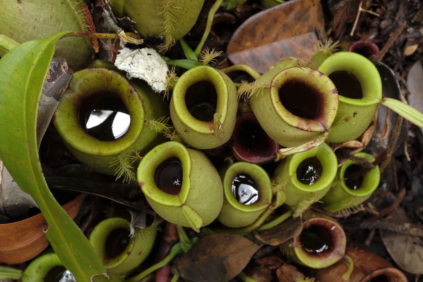 Flask-Shaped Pitcher Plant { Nepenthes Ampullaria }