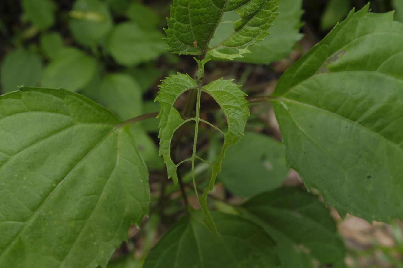 Compositae Plant-Leaf { Asteraceae }