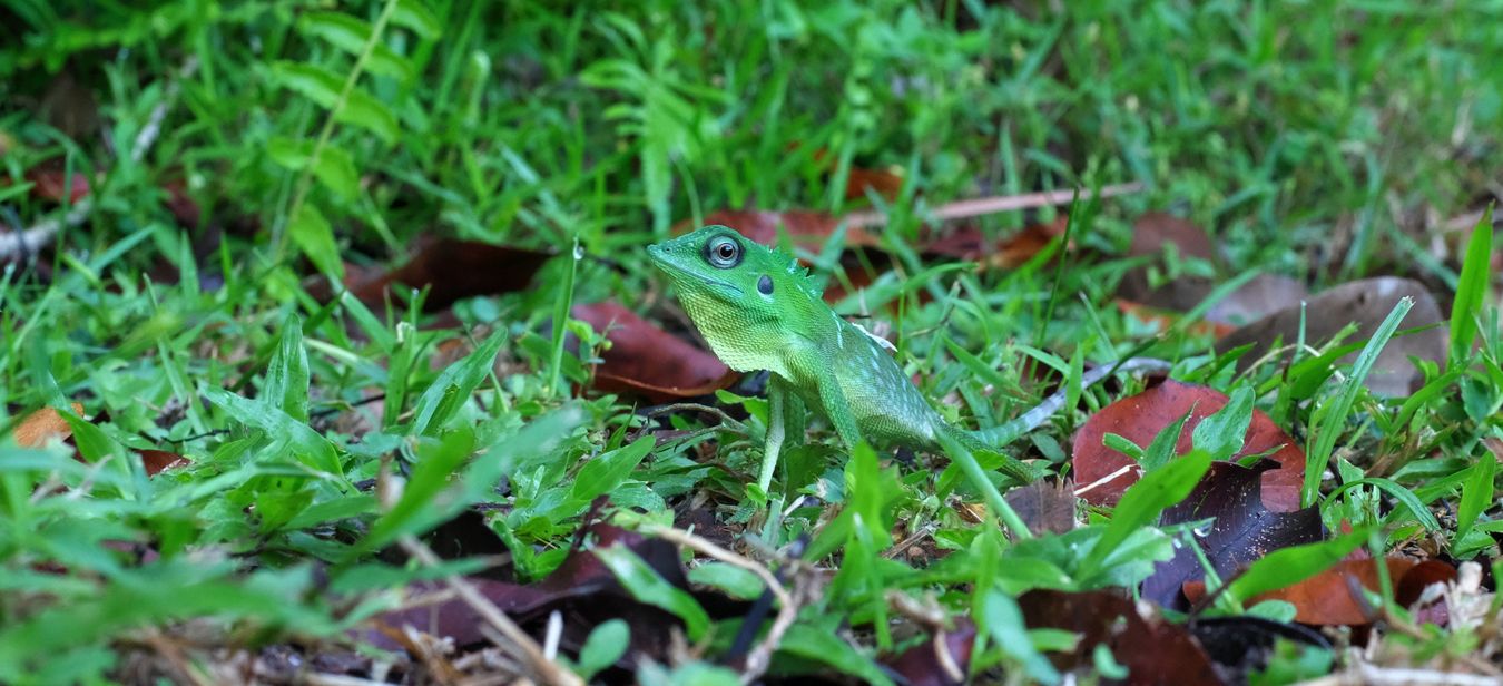 Green Crested Lizard { Bronchocela Cristatella }