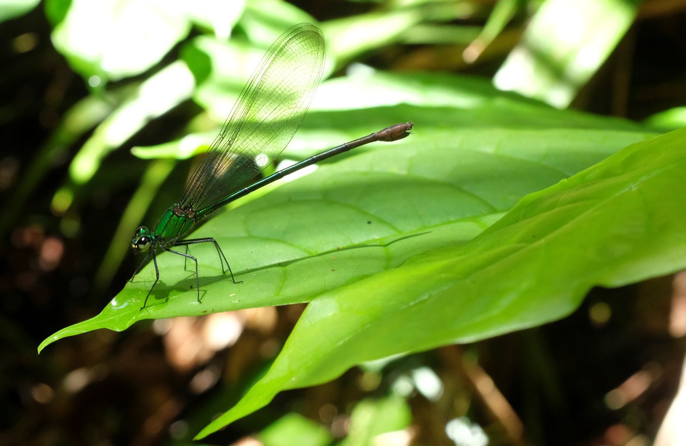 Clear-Winged Forest Glory Damselfly { Vestalis Gracilis } 