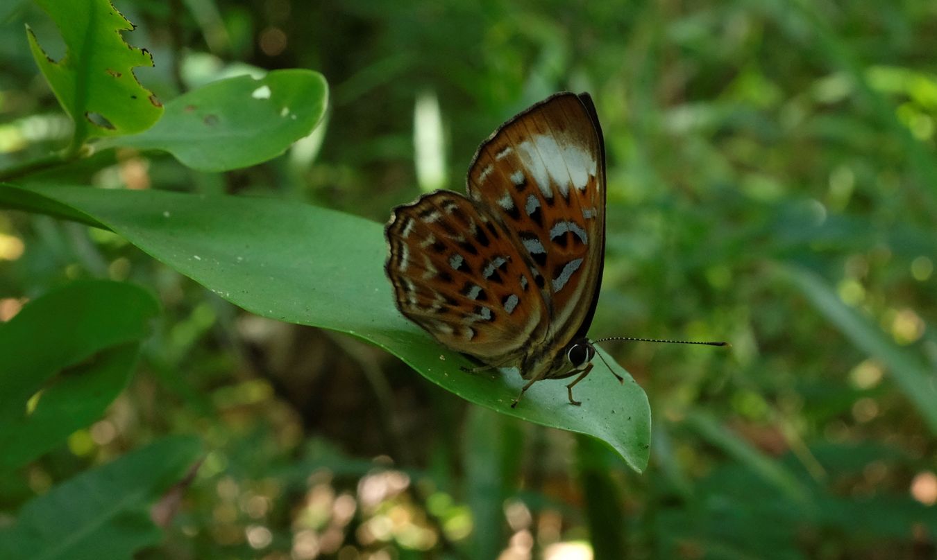Four-Footed Butterfly { Probably Nymphalidae Family }