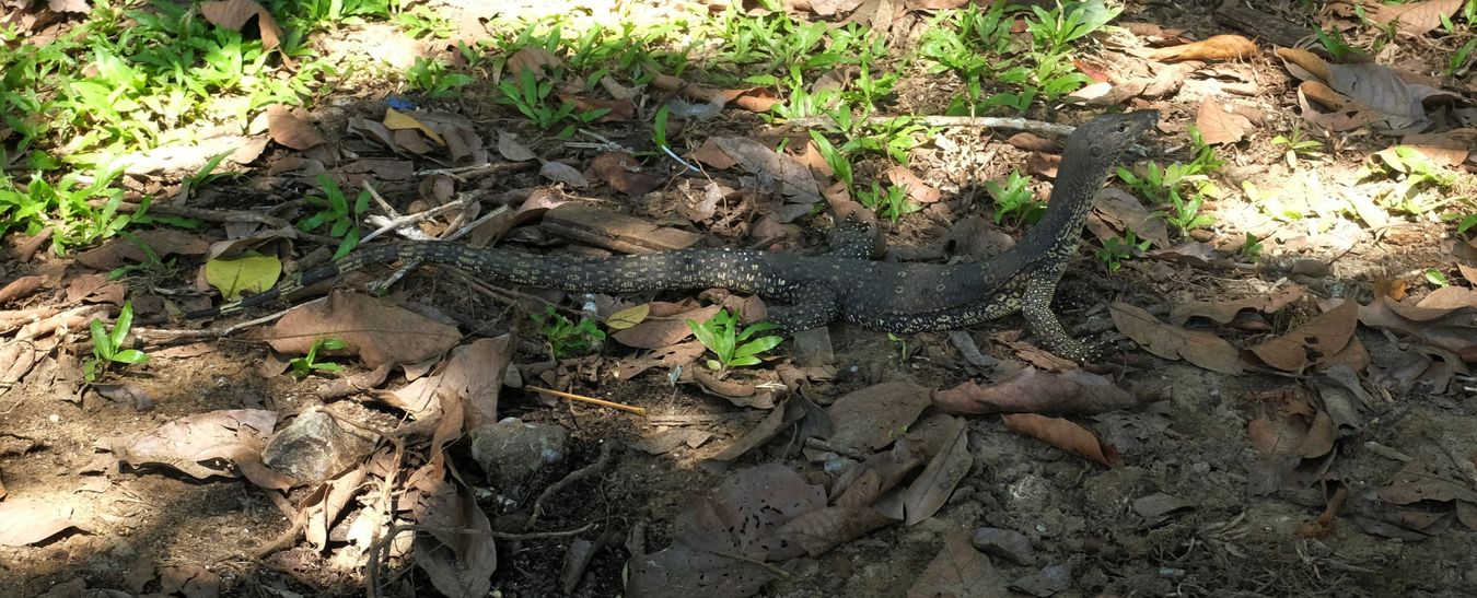 Immature Water Monitor Lizard { Varanus Salvator }