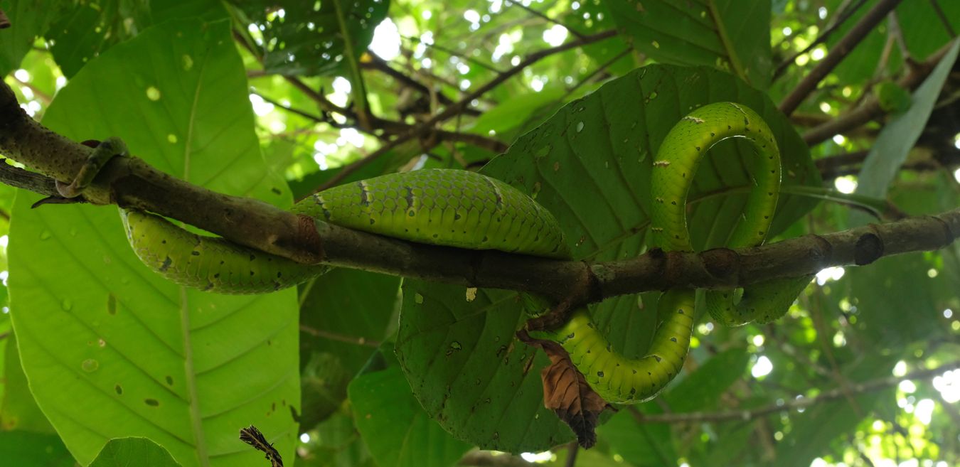 Male Bornean Keeled Green Pit Viper Snake { Tropidolaemus Subannulatus }