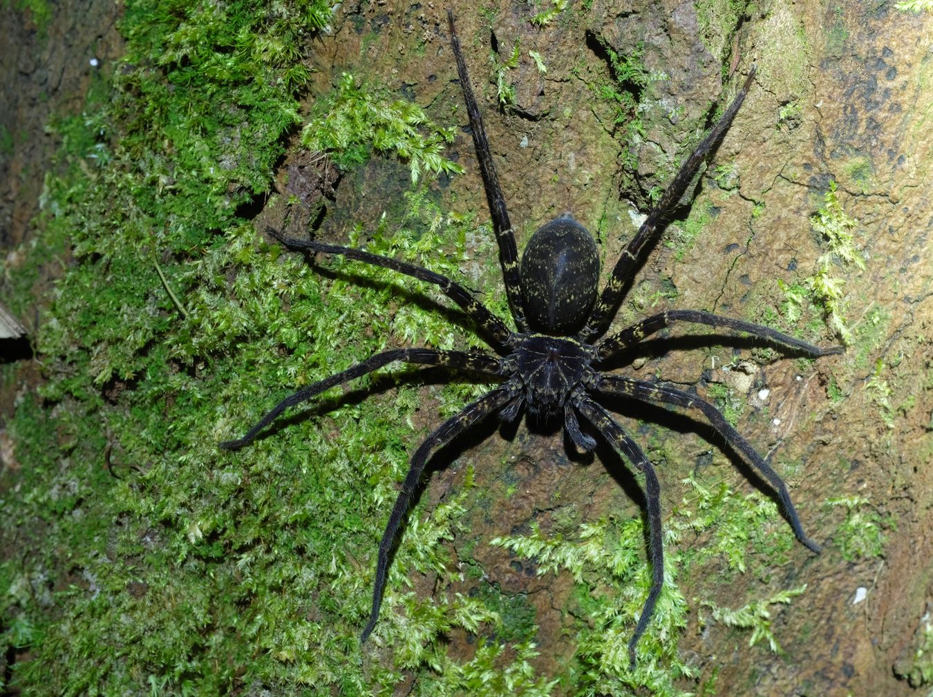 Black-Jaw Huntsman Spider { Heteropoda Tetrica }