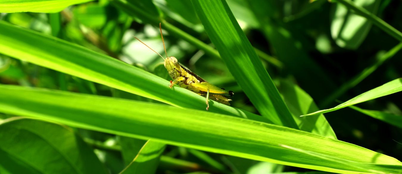 Small Rice Grasshopper { Oxya Hyla Intrincata }
