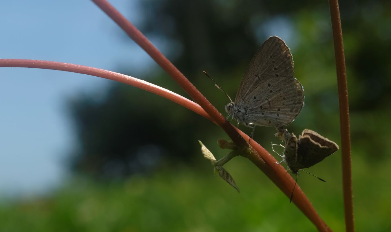 Lesser Grass Blue Butterfly Mating { Zizina Otis } 