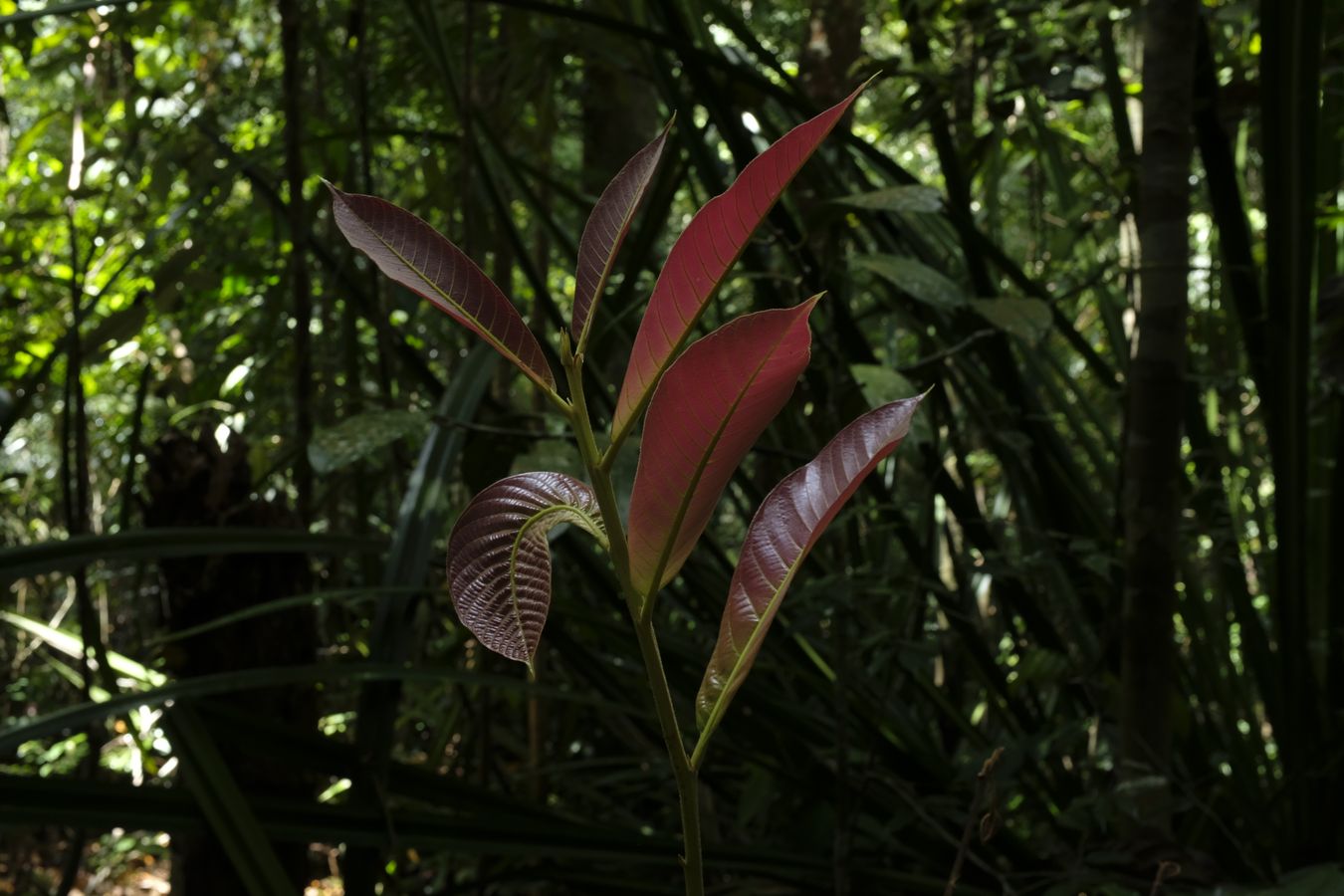 Black Dhup Plant { Canarium Strictum }